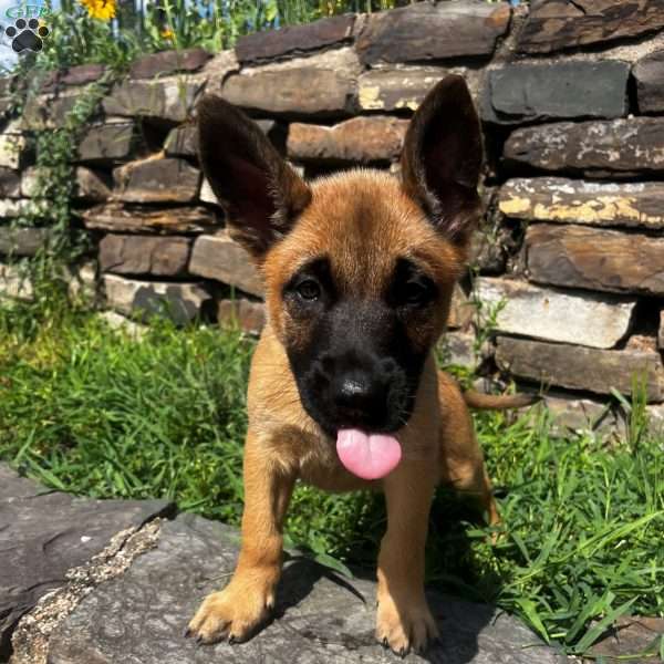 Green, Belgian Malinois Puppy